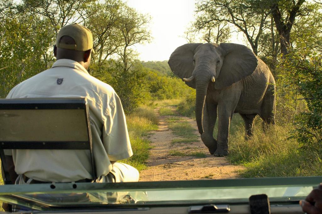 Lukimbi Safari Lodge - Best Hotels in Limpopo