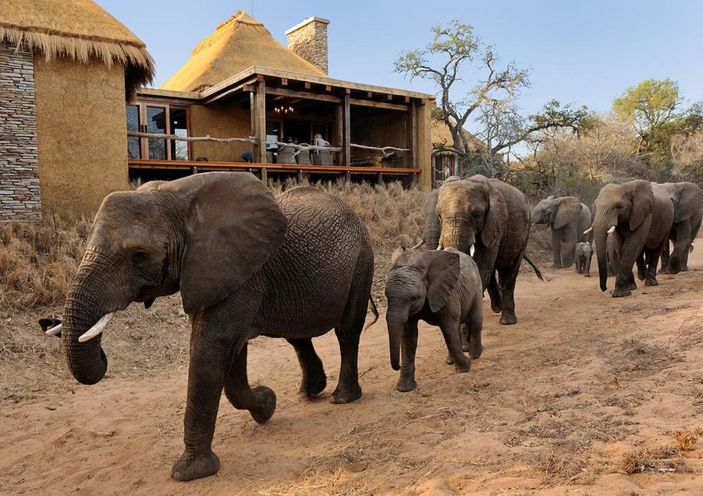 Jabulani Safari - Best Hotels in Limpopo