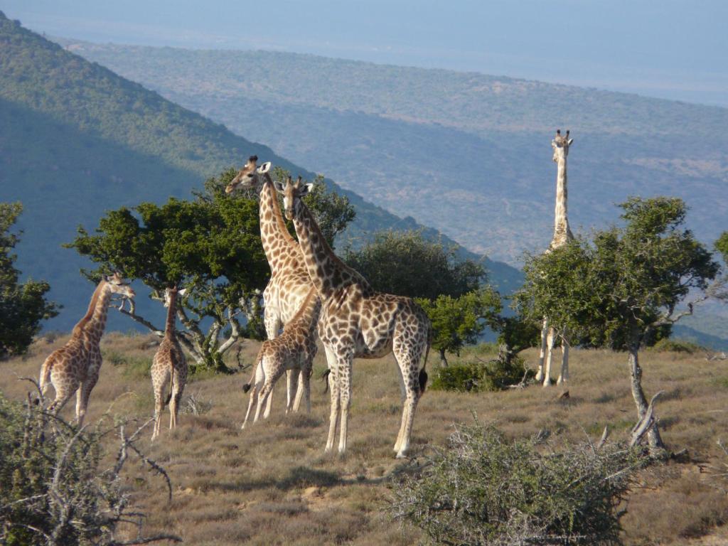Koedoeskop Private Mountain Reserve - Best Hotels in Addo