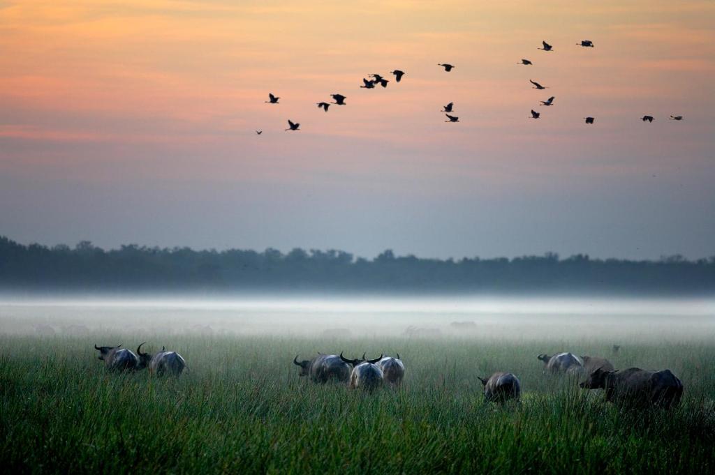 Bamurru Plains - Best Hotels in the Northern Territory