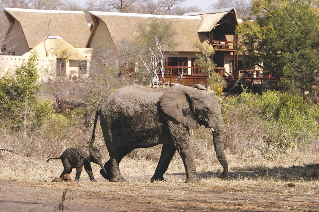 Elephant Plains Game Lodge - Best Hotels in Mpumalanga