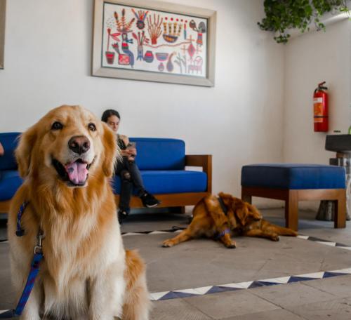 Puerto de Luna Pet Friendly and Family Suites - Best Pet-Friendly Hotels in Puerto Vallarta