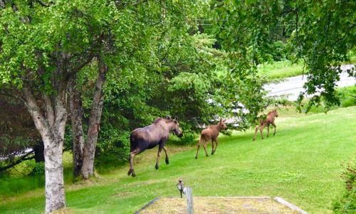 Halcyon Heights B&B/Inn - Best Parking Hotels in Alaska