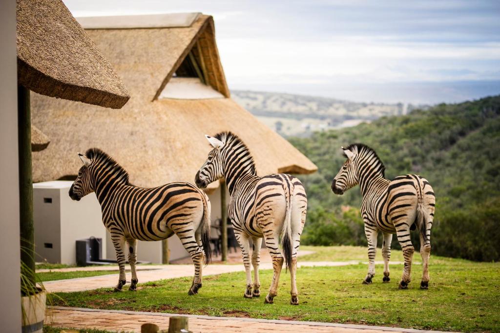 Jbay Zebra Lodge - Best Hotels Eastern Cape