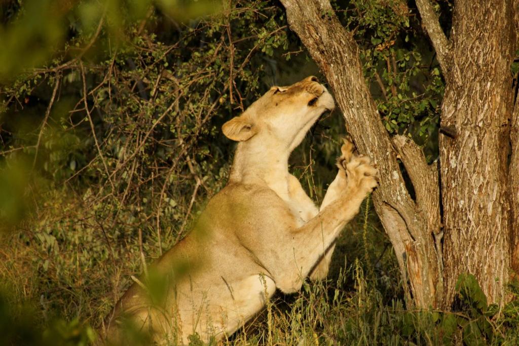 Baluleni Safari Lodge - Best Hotels near Kruger National Park